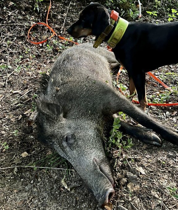 Ein Wildschwein liegt leblos am Waldboden, während ein Hund mit gelbem Halsband daneben steht. Umgebung ist bewaldet mit Blättern und Zweigen auf dem Boden.
