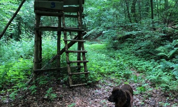 Hochsitz aus Holz steht im Wald, umgeben von dichtem Grün. Ein Hund schnüffelt auf dem Laubboden davor. Auf dem Hochsitz ist die Zahl "9" zu erkennen.