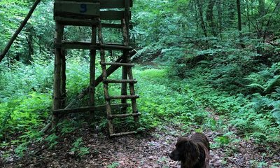 Hochsitz aus Holz steht im Wald, umgeben von dichtem Grün. Ein Hund schnüffelt auf dem Laubboden davor. Auf dem Hochsitz ist die Zahl "9" zu erkennen.