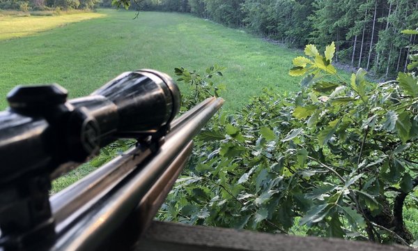 Ein Gewehr mit Zielfernrohr ist auf eine grüne Wiese gerichtet. Es befindet sich auf einem Hochsitz neben Bäumen und blickt über ein weites, bewaldetes Gebiet.
